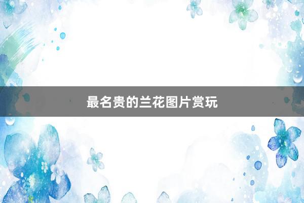 最名贵的兰花图片赏玩