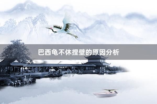 巴西龟不休捏壁的原因分析
